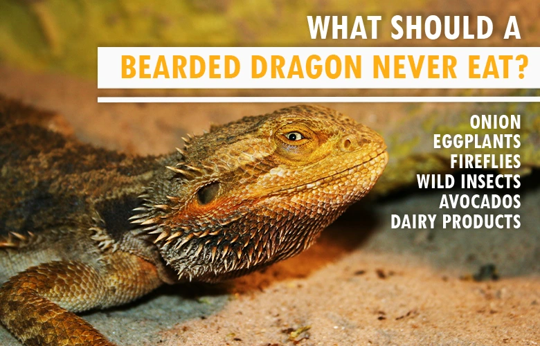 What Should a Bearded Dragon Never Eat
