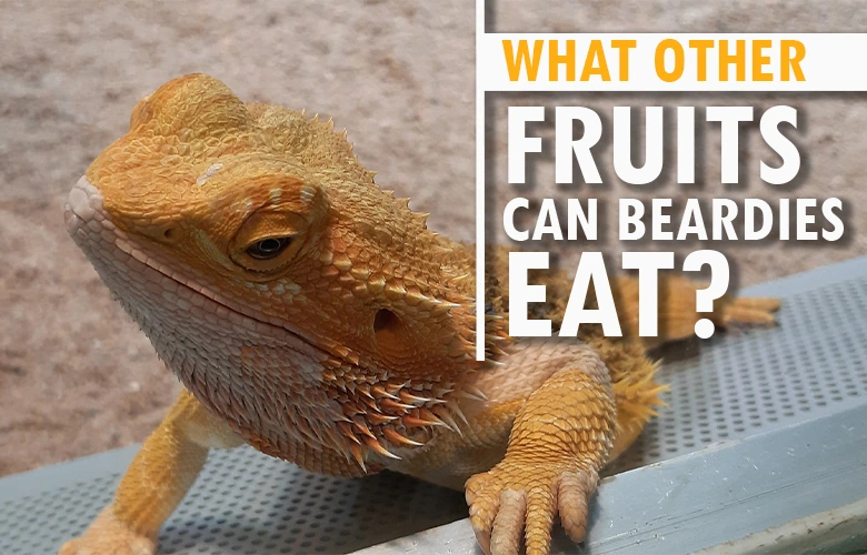 What other fruits can beardies eat