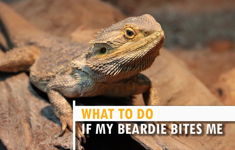 What to do If My Beardie Bites Me