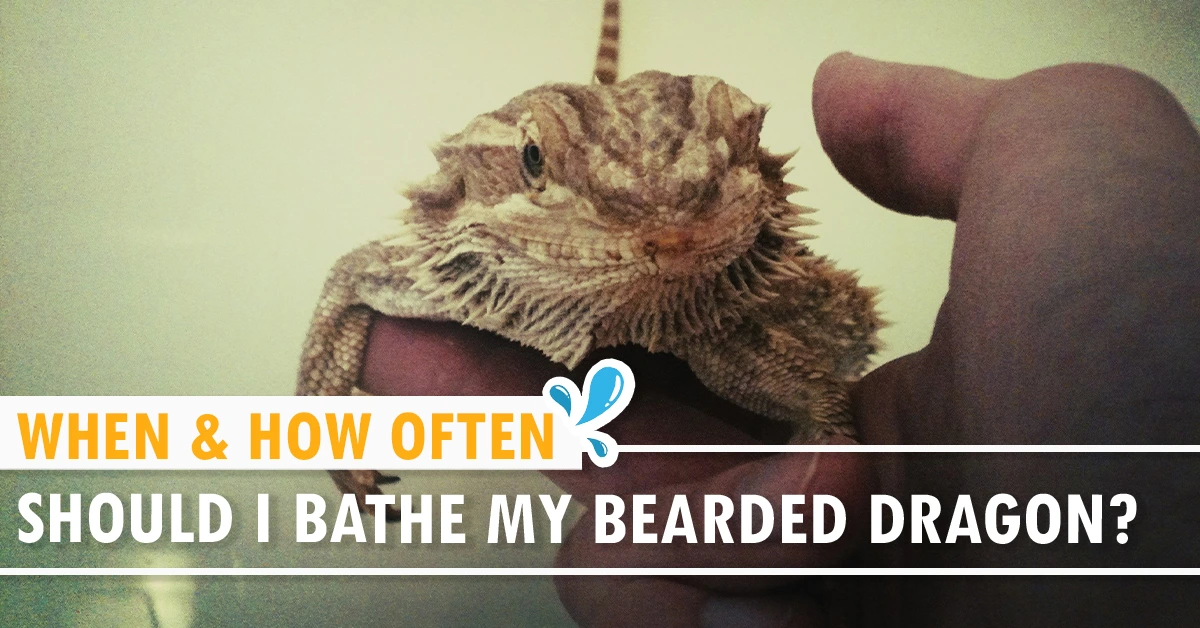When & How Often Should I Bathe My Bearded Dragon