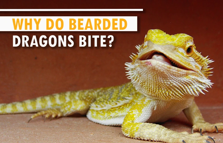 Why do bearded dragons bite