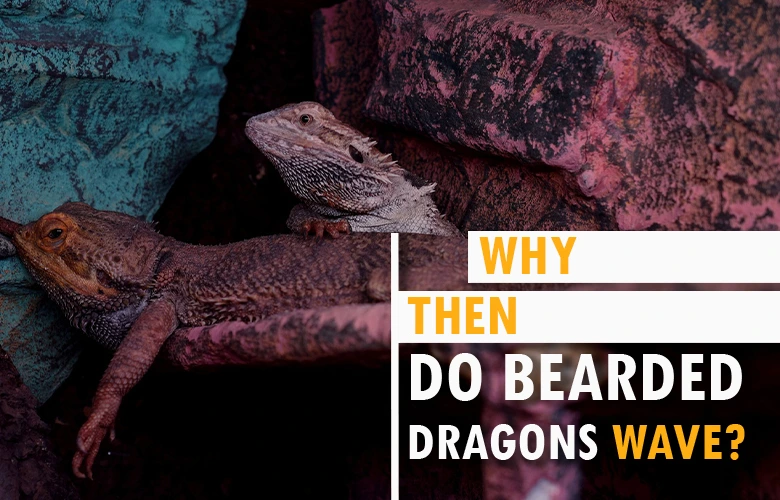Why, then, do bearded dragons wave