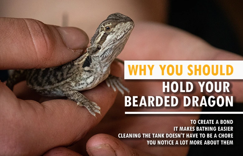 Why you should hold your bearded dragon