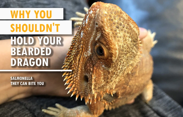 Why you shouldnt hold your bearded dragon