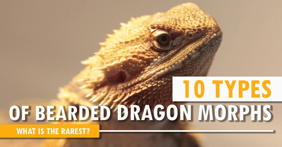 10 Types Of Bearded Dragon Morphs