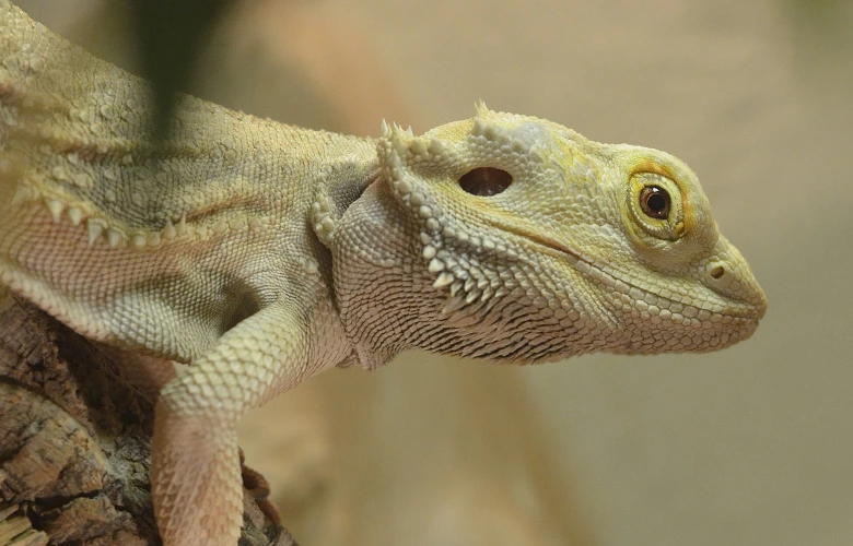 A Hypomelanistic bearded dragon are lovable pets