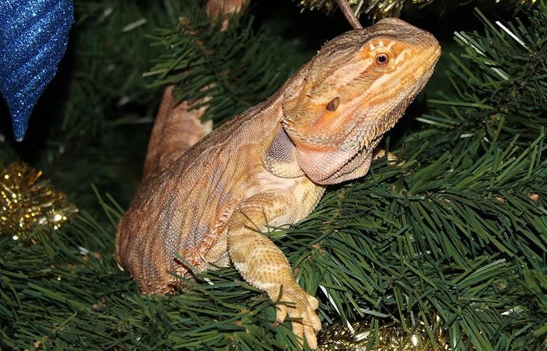 Reptile owners like to have Leatherback bearded dragon as a pet