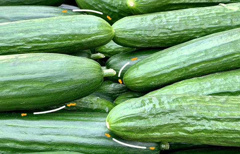 A pile of cucumbers on a farm