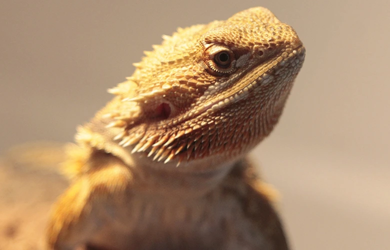 A standard morphed bearded dragon is a common pet for reptile owners