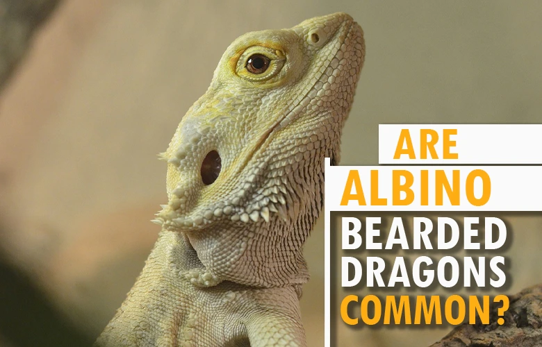 Are Albino Bearded Dragons Common
