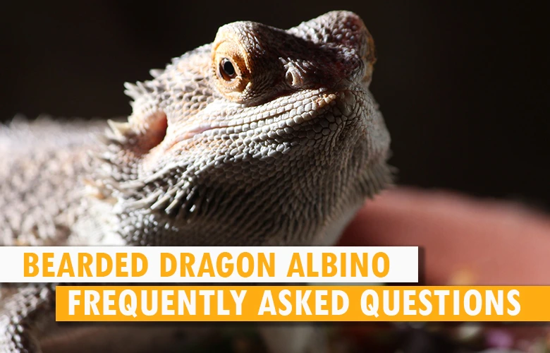 Bearded Dragon Albino Frequently Asked Questions