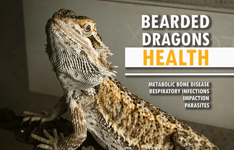 Bearded dragons health