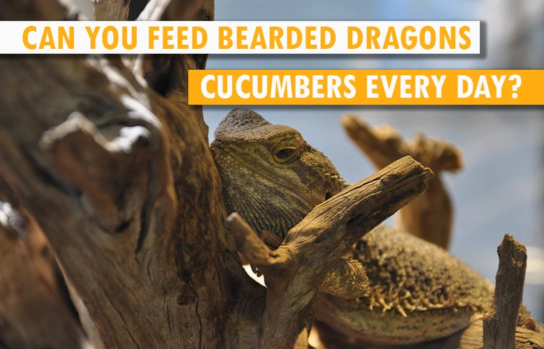 Can You Feed Bearded Dragons Cucumbers Every Day
