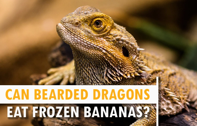 Can bearded dragons eat frozen bananas