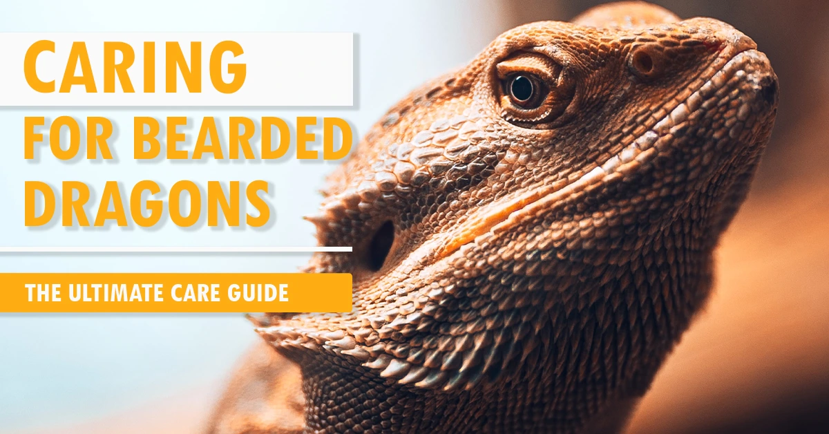 Caring for Bearded Dragons