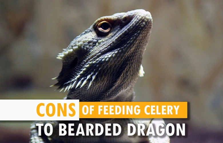 Cons of Feeding Celery To Bearded Dragon