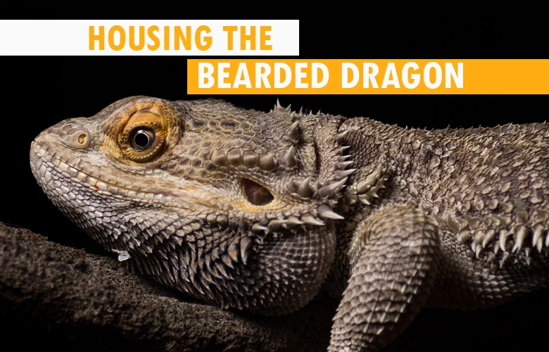 Housing the bearded dragon