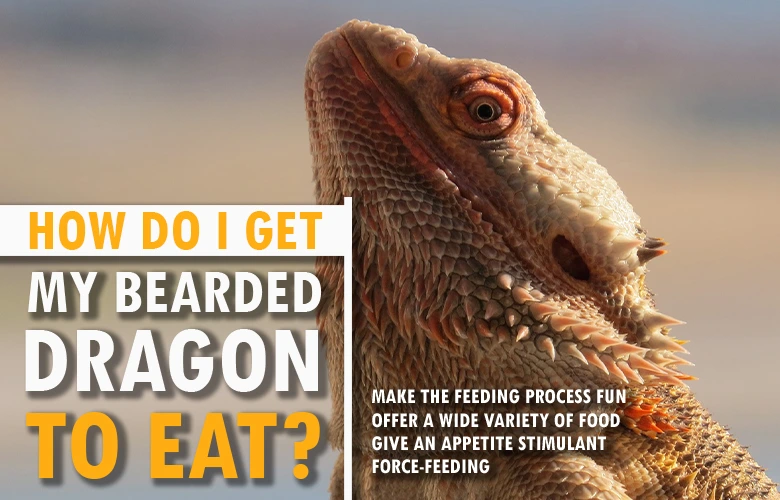 How do I get my bearded dragon to eat