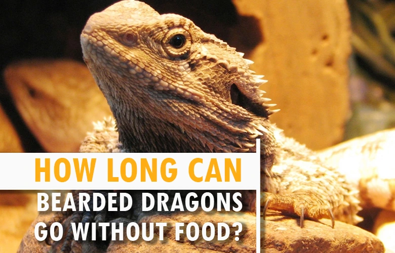 How long can bearded dragons go without food