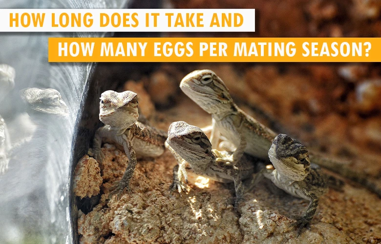 How long does it take and how many eggs per mating season