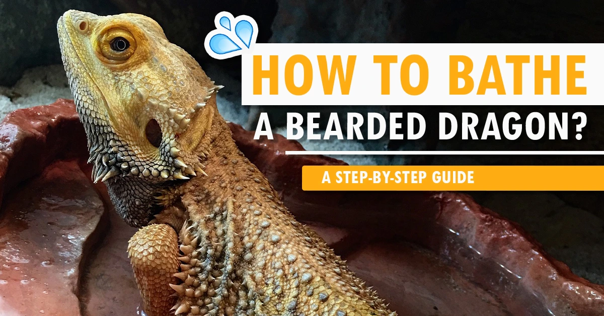 How to Bathe a Bearded Dragon A Step-By-Step Guide