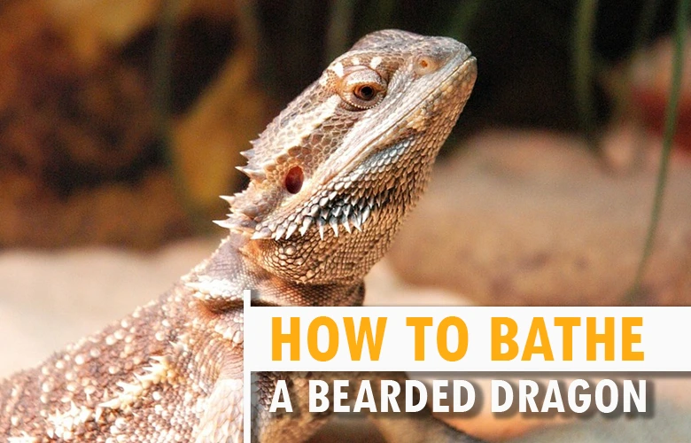 How to Bathe a Bearded Dragon