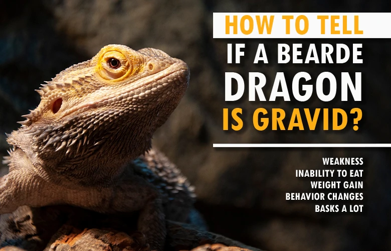 How to tell if a bearded dragon is gravid