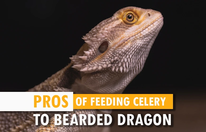 Pros of Feeding Celery To Bearded Dragon