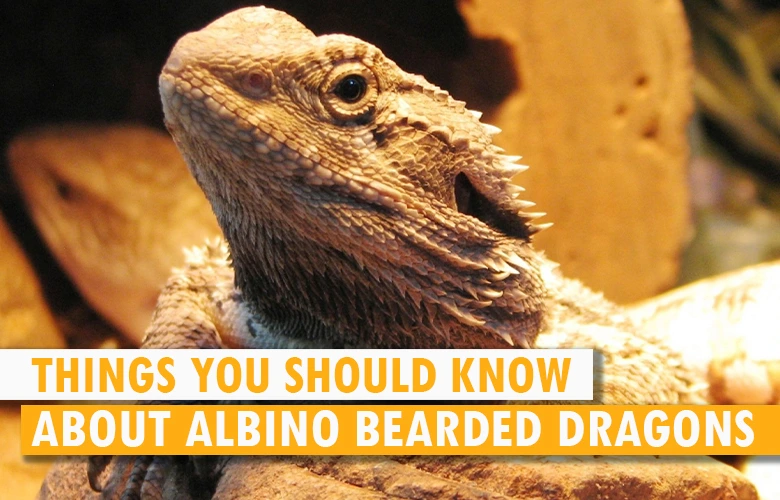 Things You Should Know About Albino Bearded Dragons