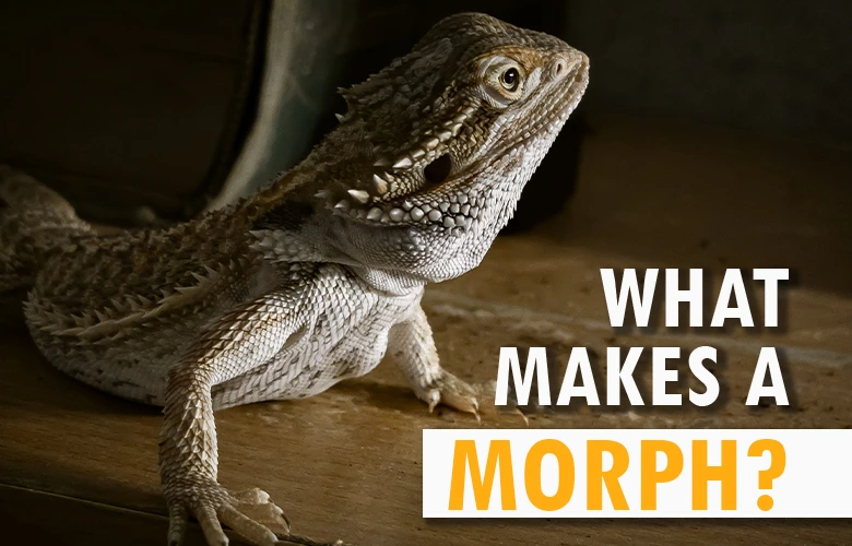 What Makes a Morph