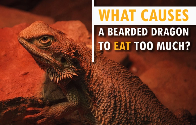 What causes a bearded dragon to eat too much