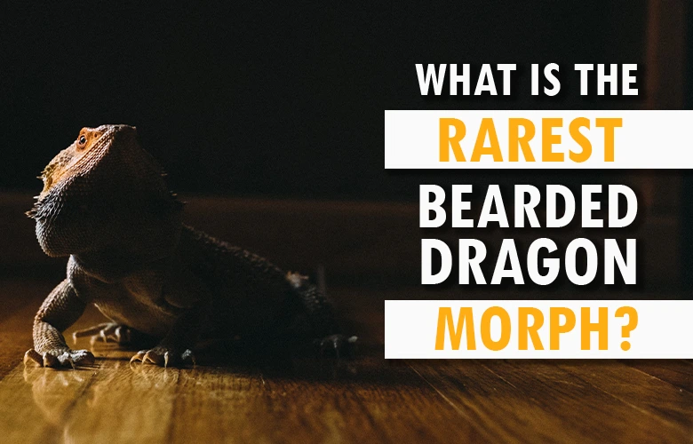What is the Rarest Bearded Dragon Morph