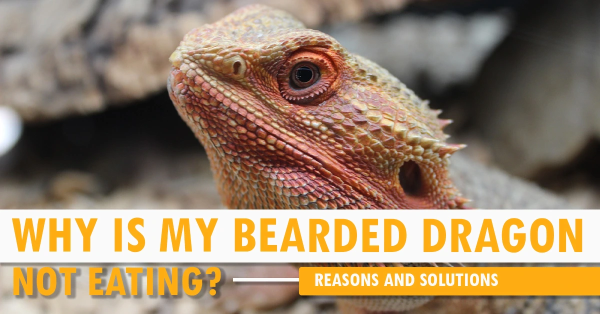 Why Is My Bearded Dragon Not Eating? Reasons And Solutions