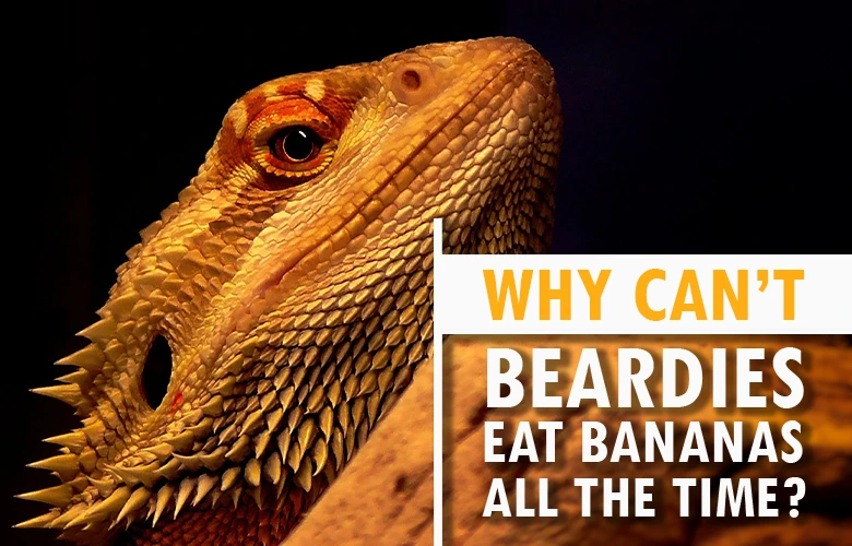 Why can’t beardies eat bananas all the time