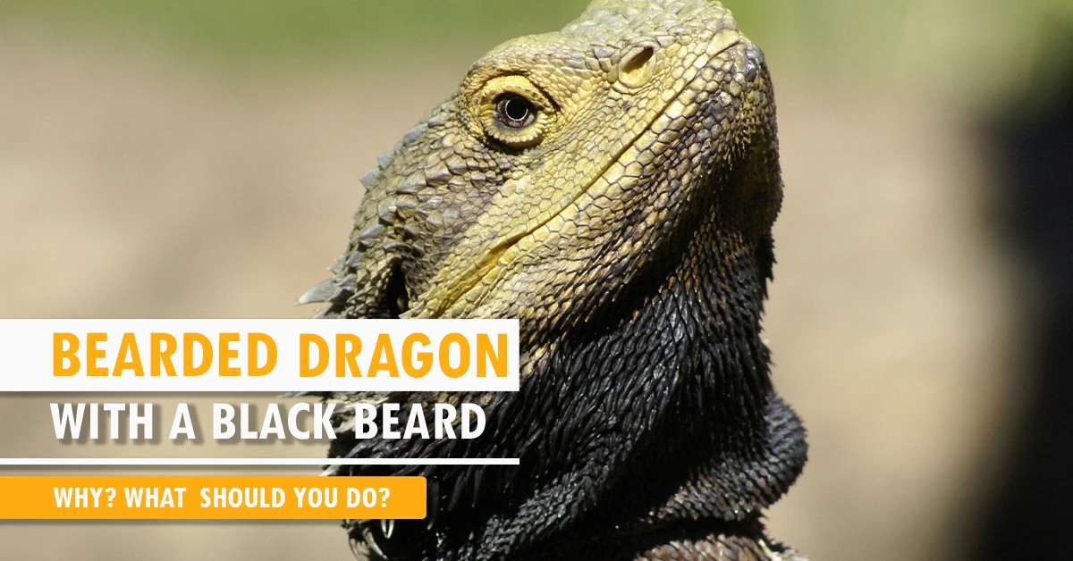 Bearded Dragon with a Black beard