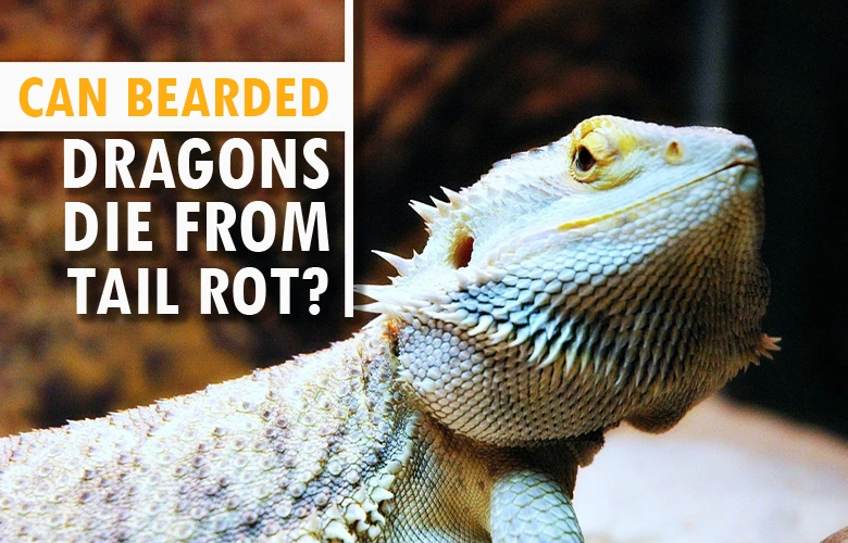 Can bearded dragons die from tail rot?
