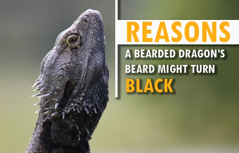 Reasons a bearded dragon’s beard might turn black